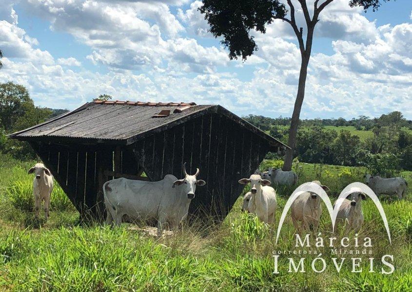Imagem padrão