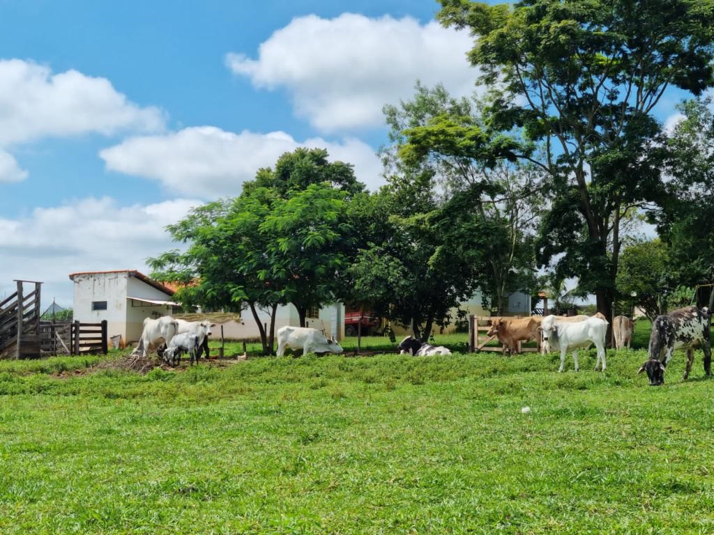 Imagem padrão