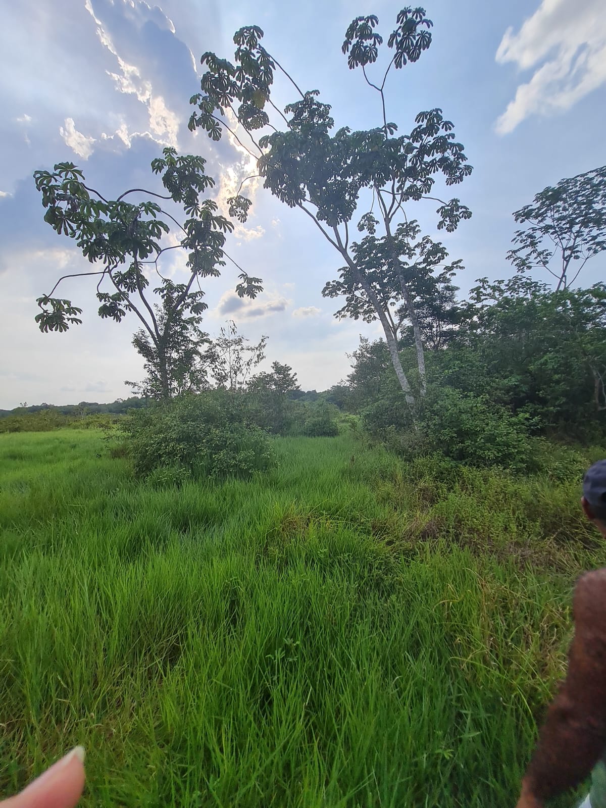 Imagem padrão
